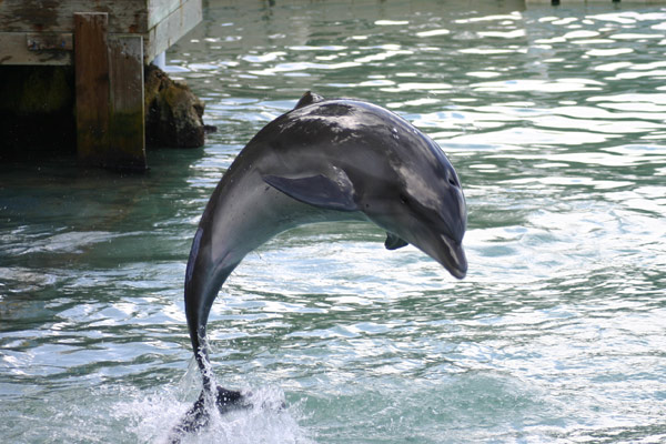 Jamaica Dolphin Cove